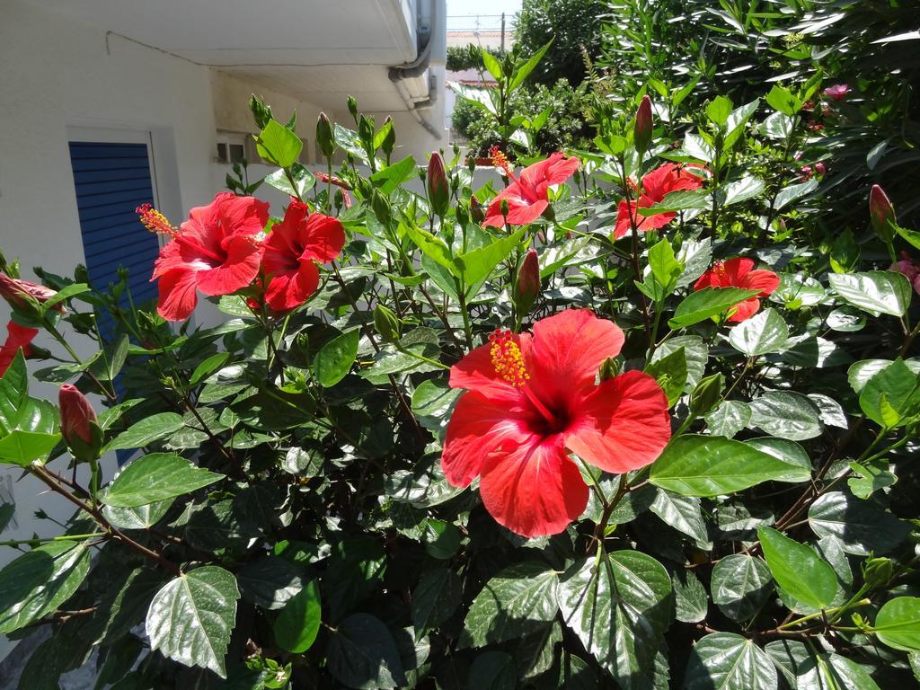 Michalis Studios & Apartments Miasto Kos Zewnętrze zdjęcie